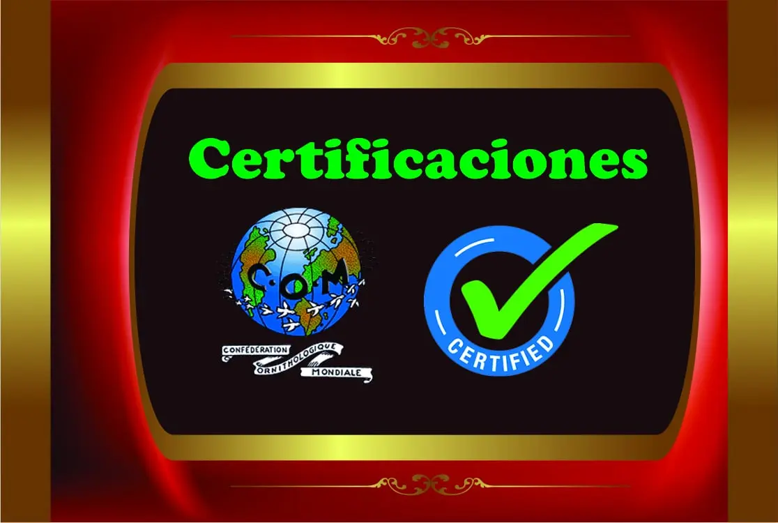 Procesos De Certificación De La COM Mundial